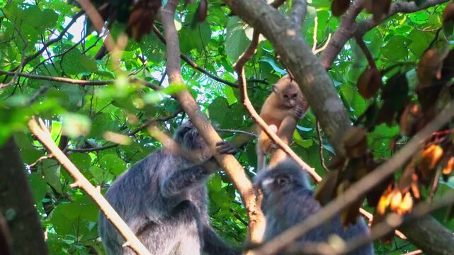 Wild Silvered Leaf Monkey Family Sitting on Tree Branches in Borneo Forest
