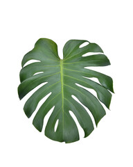 Monstera green fern leafisolated on white background. This has clipping path. © Sanit