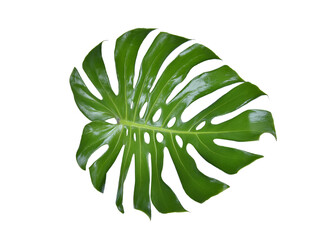 Monstera green fern leafisolated on white background. This has clipping path. © Sanit