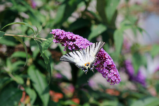 Southern swallowtail butterfly on a buddleia flower
