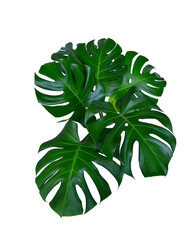 Monstera green fern leafisolated on white background. This has clipping path. © Sanit