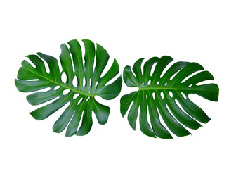 Monstera green fern leafisolated on white background. This has clipping path. © Sanit