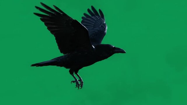 Gothic raven flight silhouette 4k green screen.