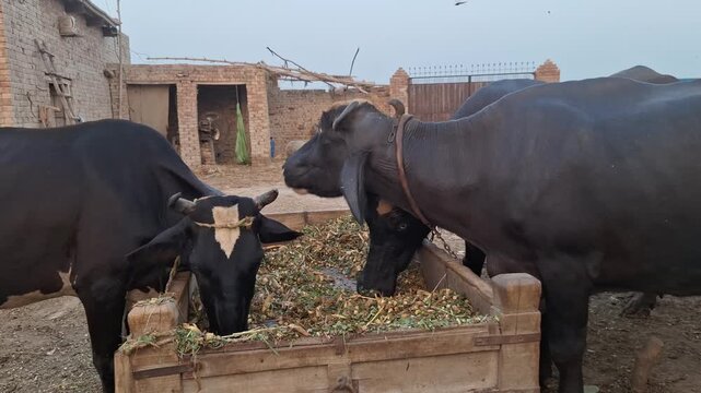 Water buffaloes eating green fodder from a traditional wooden trough on a dairy farm in a rural village