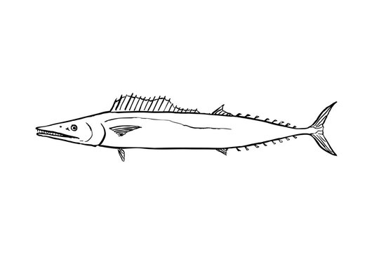 Wahoo fish hand-drawn brush pen line art illustration