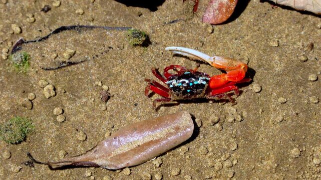 Macro Shot of Fiddler Crab Austruca Annulipes on Ground in Bako National Park