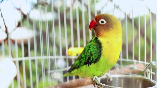 4K slow motion 60 fps footage of a beautiful colorful Fischer's lovebird parrot sitting on a metallic feeding bowl inside a wire pet cage on a sunny day.