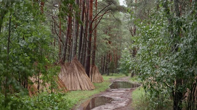 Rainy forest trail with pine trunks, puddles, and straw wrapped tree bases in lush green woodland