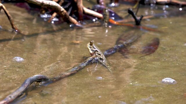 Wild Mudskipper periophthalmus swimming in shallow water with debris at Bako National Park Borneo
