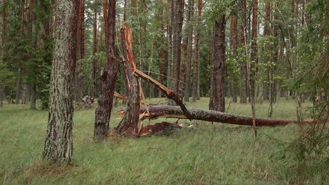 Broken fallen pine tree in dense forest with splintered trunk and mossy bark among tall woodland pines