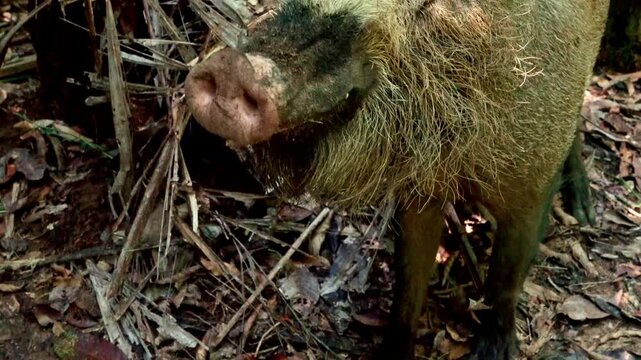 Wild Borneo bearded pig Sus barbatus foraging for food on the forest floor