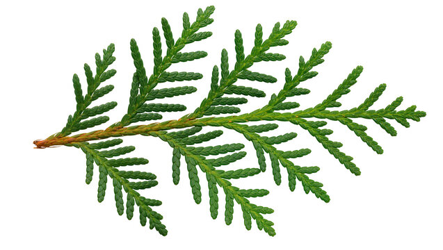 Green cedar branch with small scale-like leaves, isolated on transparent background