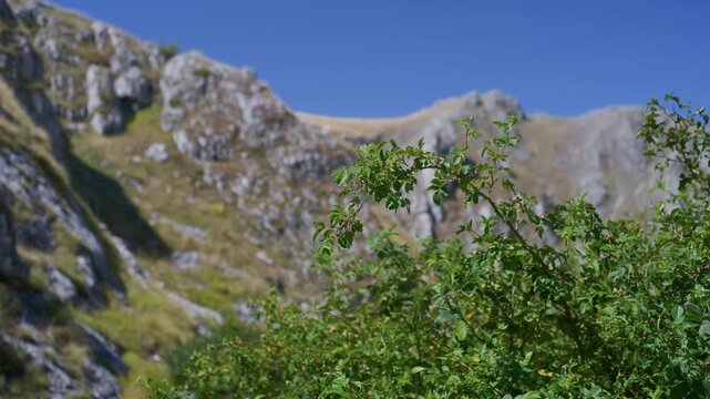 Green bush rocky mountain landscape, handheld pan revealing nature scenery. Shallow depth of field shot focusing on wild foliage with limestone peaks in the background, capturing outdoor exploration.