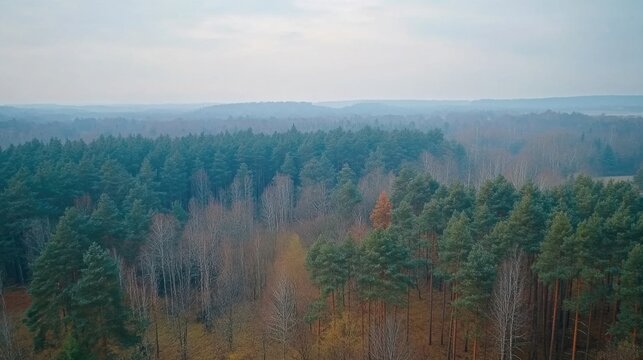 Aerial View of Mixed Pine and Deciduous Forest in Autumn