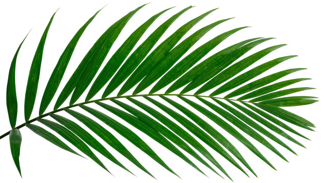 Vibrant green palm frond with delicate pointed leaves, isolated on transparent background