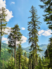 A mountain landscape in Zakopane, Poland, with a coniferous forest in the foreground. A rocky mountain peak rises against a cloudy sky. © pictures_for_you