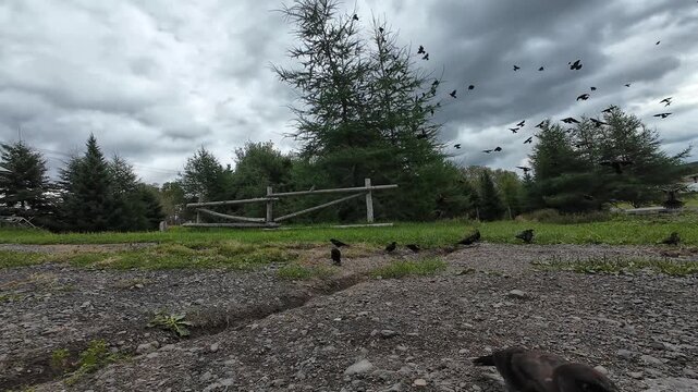 A large flock of Red-Winged Blackbirds gathers along a gravel path at the edge of pine woods, creating a striking wildlife scene beneath a heavy overcast sky.