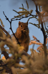 squirrel on tree © Storm Gorham