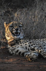portrait of a cheetah © Storm Gorham