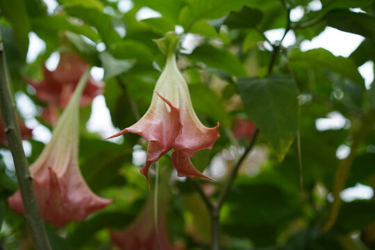 Herabh&auml;ngende Bl&uuml;te einer pinken Engelstrompete (Brugmansia-Hybride) im Fr&uuml;hherbsr