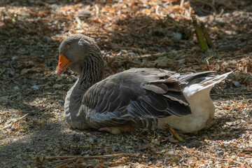 Grey goose sleeping peacefully on ground during daytime © João Macedo