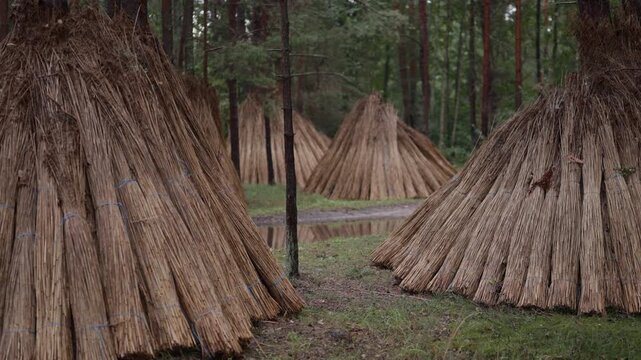 Conical reed bundles standing among pine trees in forest clearing with earthy tones and rustic texture