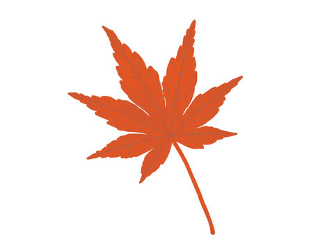 autumn maple leaf