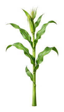 PNG Vibrant corn plant illustration.