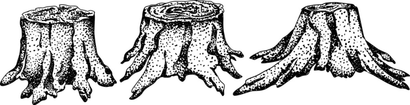 Set of old tree stumps with exposed roots in vintage engraving style