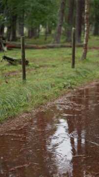 Rainy forest path with muddy puddle, fence post, wire barrier, and fallen logs in soft green woodland