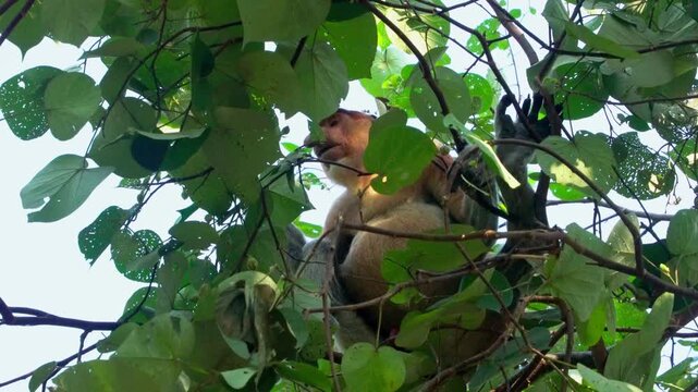 Proboscis monkey perched on a tree branch eating in Borneo jungle