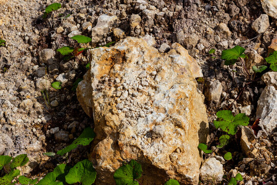 Rough textured limestone boulder resting in an open quarry, surrounded by fragmented mineral debris and small wild green plants growing on rocky dry soil under bright daylight