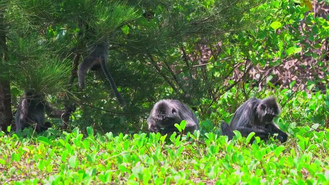 Three Wild Silvered Leaf Monkeys Resting in Borneo Forest