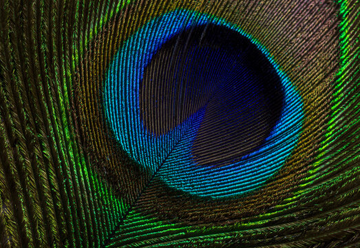 Macro closeup of vibrant peacock feather texture and pattern,A detailed close-up shot of a magnificent peacock feather, highlighting its intricate eye pattern, brilliant iridescent blue and green.