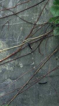 Vertical video of a dark caterpillar moving slowly across thin tree roots and vines spreading on a textured grey concrete wall background.
