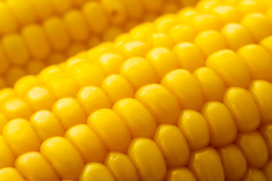 Close-up of fresh yellow corn kernels on the cob
