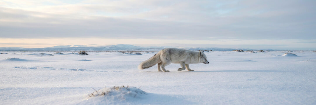Arctic fox walking in snowy landscape. White winter wildlife nature. Polar fauna portrait. Cold tundra instinct. Free space copy text area.