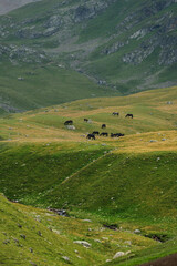 Herd of horses grazing on green mountain slopes © yanik88