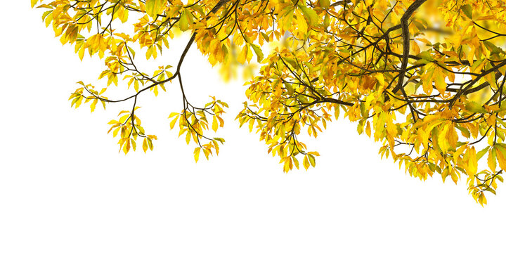 Yellow autumn leaves on tree branches frame isolated on transparent background