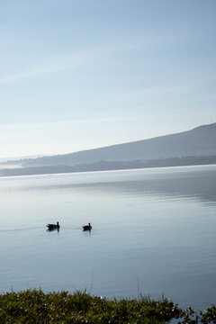 Two Egyptian Geese Floating on Lake Oloiden at Sunrise, Naivasha, Kenya