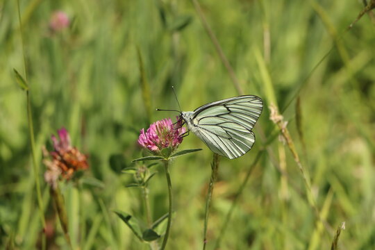 Papillon Aporia