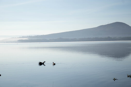 Two Egyptian Geese Floating on Lake Oloiden at Sunrise, Naivasha, Kenya