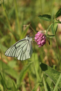 Papillon Aporia