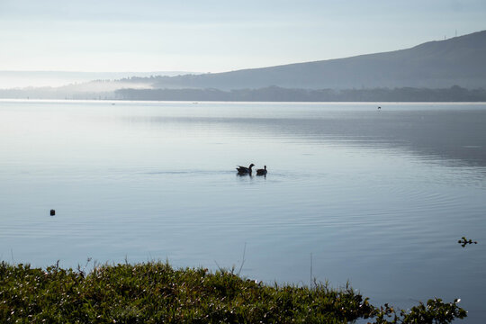 Two Egyptian Geese Floating on Lake Oloiden at Sunrise, Naivasha, Kenya