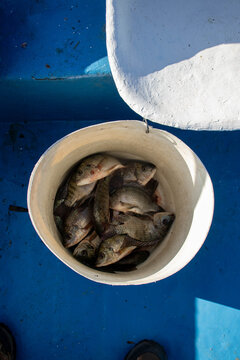Fresh Tilapia Fish in White Bucket on Fishing Boat, Lake Oloiden, Kenya
