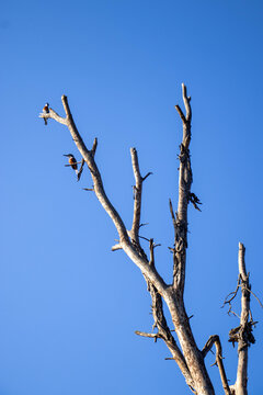 Two Giant Kingfishers Perched on Tree at Lake Oloiden Sunrise, Kenya