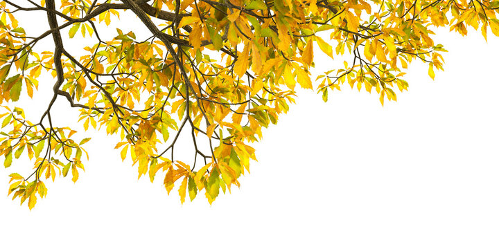 Vibrant yellow autumn leaves on tree branch isolated on transparent background