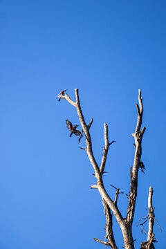 Two Giant Kingfishers Perched on Tree at Lake Oloiden Sunrise, Kenya