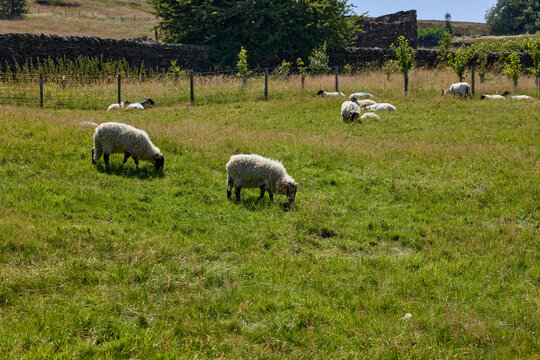 Dalesbred sheep and lambs grazing on land before the drought set in, Nidderdale, North Yorkshire