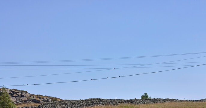 A sunny July day and swallows begin to gather on telephone lines in Nidderdale, North Yorkshire